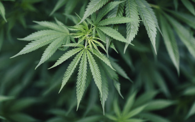 Bay County’s Second Recreational Marijuana Business Begins Sales
